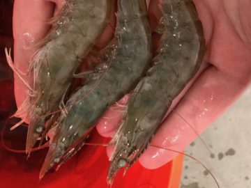 Photo: Shrimp from Berezan Shrimp Farm, Langley, B.C.