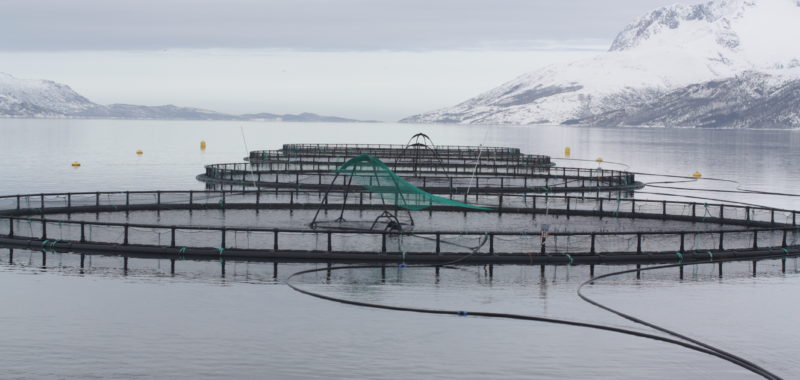 Norwegian salmon farm