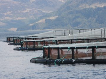 Scottish salmon farm - Mike Peel