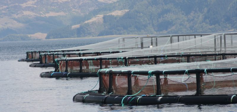 Scottish salmon farm - Mike Peel