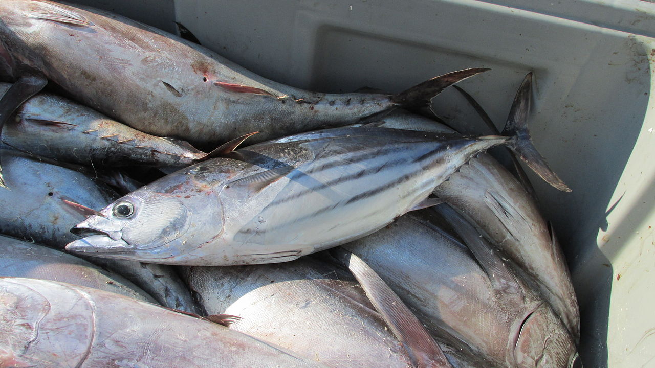 The world’s governments have failed to protect threatened tunas and sharks