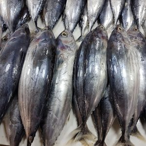 Skipjack tuna on ice