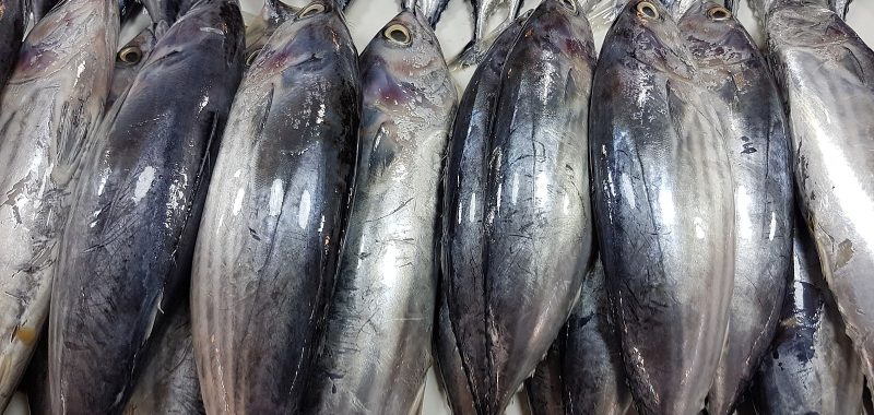 Skipjack tuna on ice