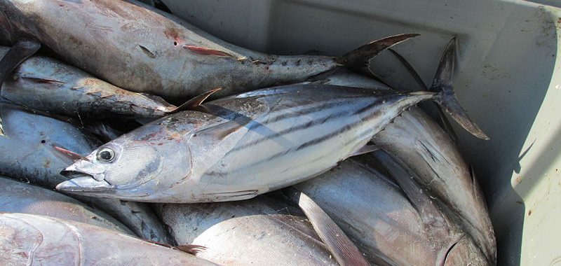 Skipjack tuna