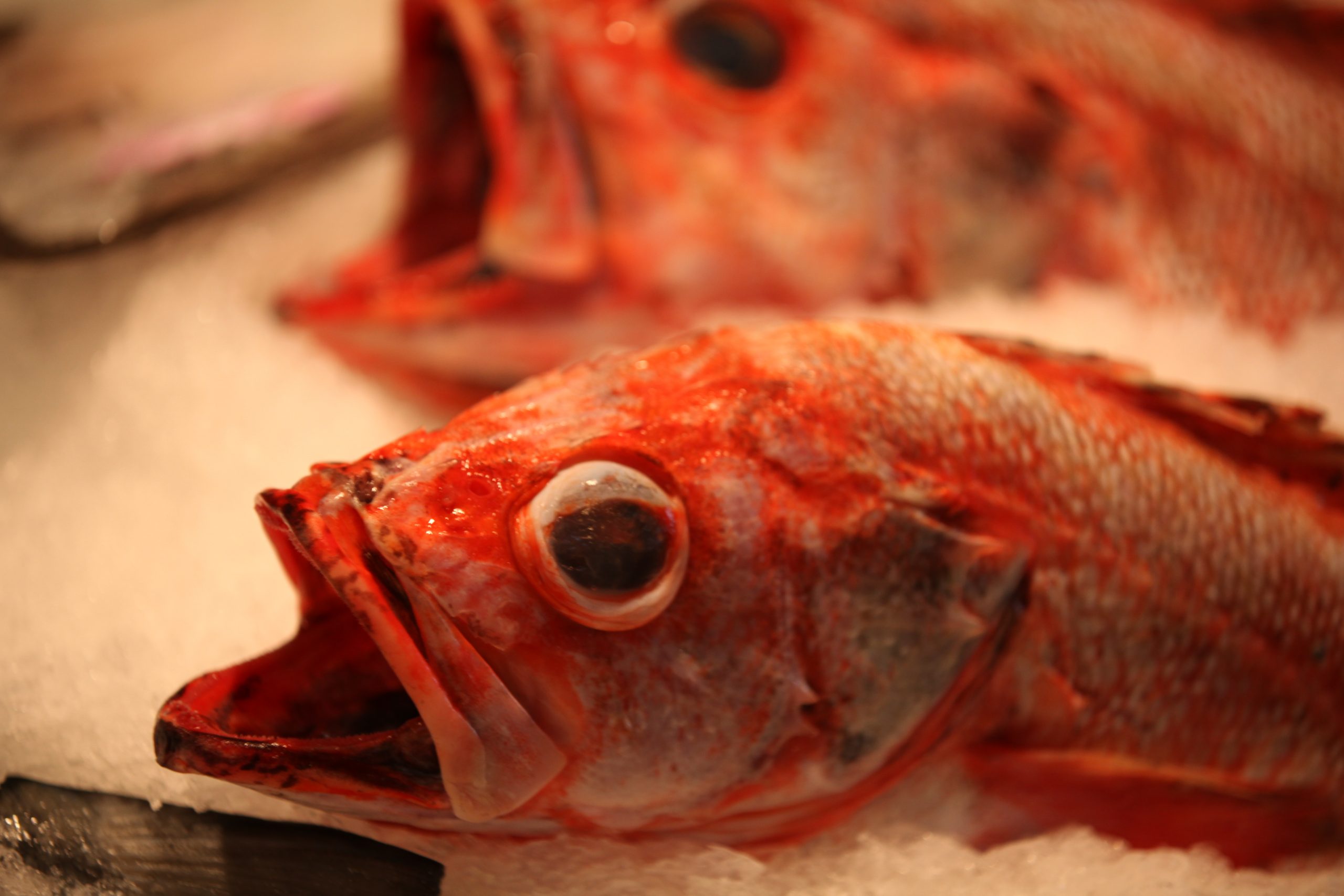 Impacts of the global pandemic on Canadian seafood sectors are starting to surface