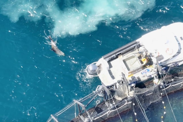 ASC rejects harmful seal bombs