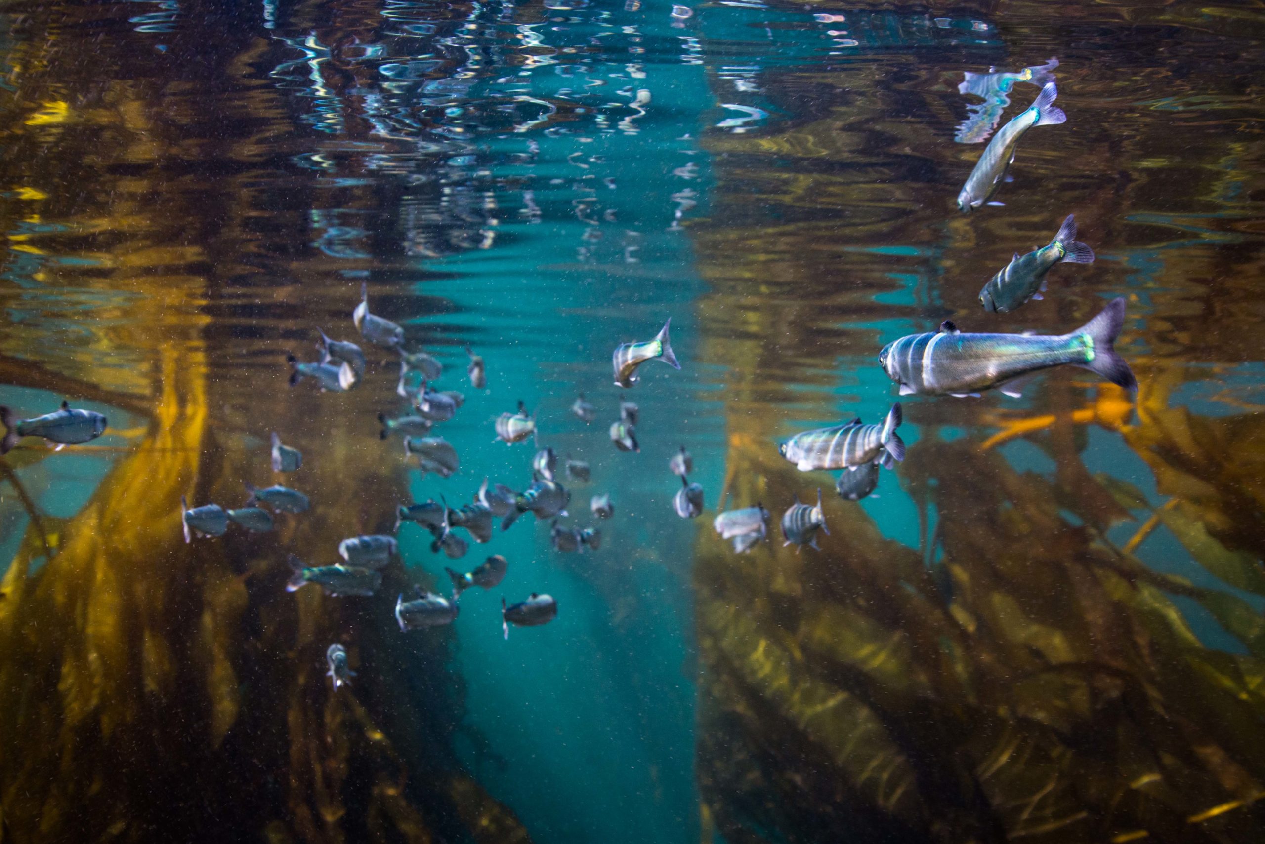 Can DFO be trusted to implement the fish-farm ban?