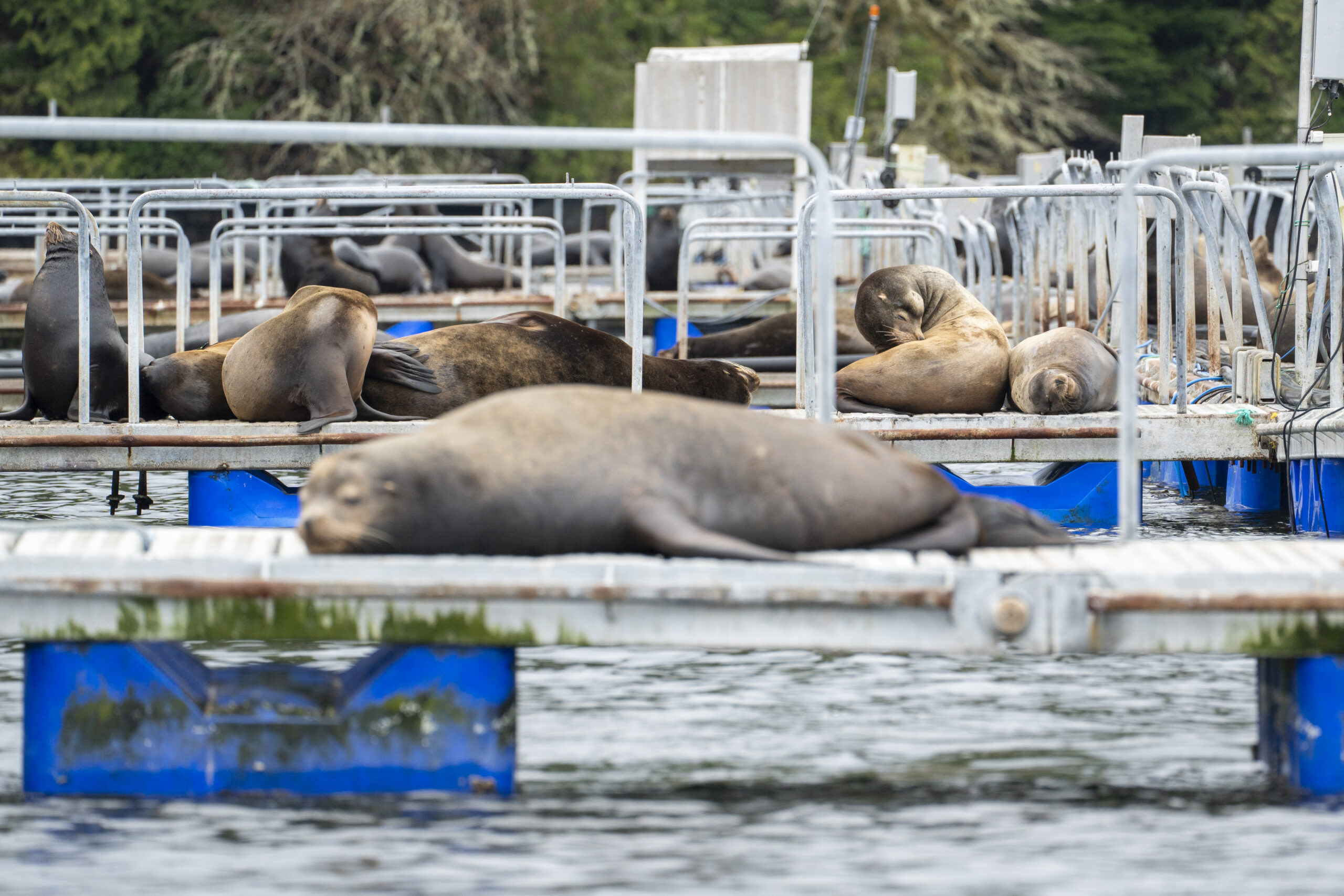 Salmon Farm Transition
