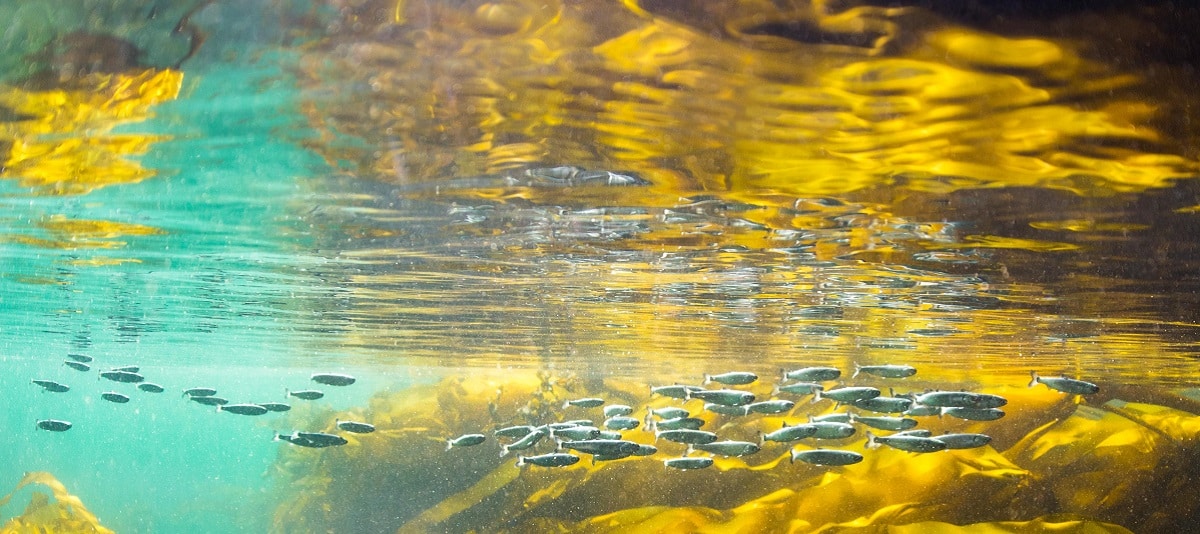 Discovery Islands stay Salmon Farm Free: Federal Court of Appeal